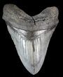 Large, Fossil Megalodon Tooth #41799-1